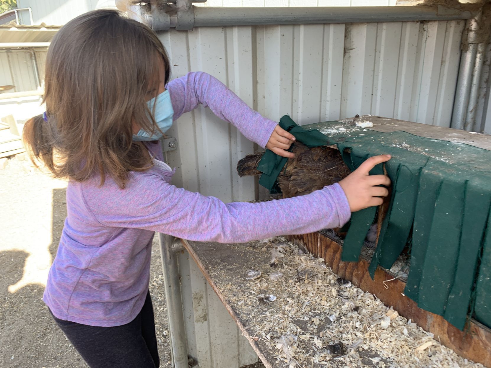 Napa Christian school farm